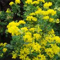 Coronilla valentina  ssp.glauca P2C